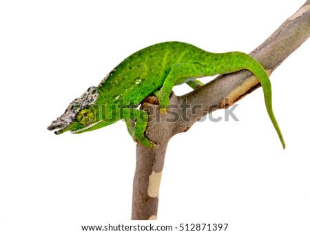 Canopy Chameleon - Male - Furcifier willsii