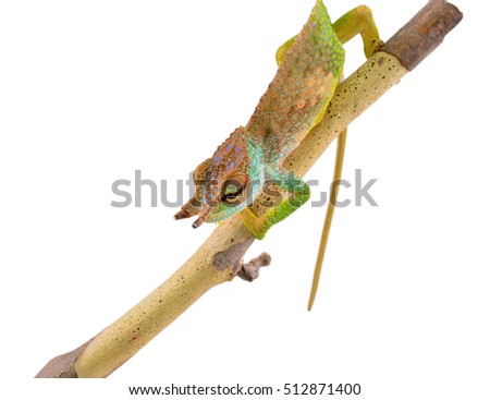 Pfeffer's Chameleon - Male - Trioceros pfeffer