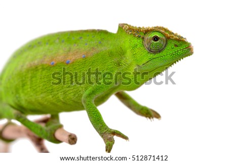 Peacock Chameleon - Female - Trioceros peretti