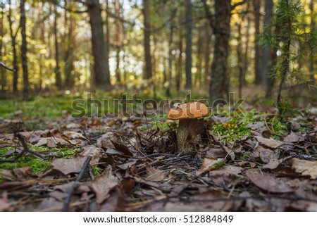 Edible mushroom brown cap boletus (Leccinum scabrum)