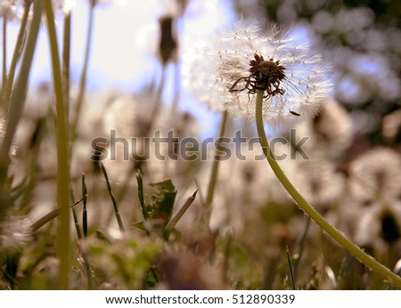 Bright warm summer picture dandelion backlit with shallow depth of field, soft-fokus. Easy warm brown toning images as background