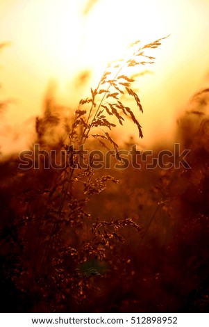 Abstract natural background is not sharp. Spikelet grass field painted in warm tones of the setting summer sun. Spikelet grass backlit. Mild background without focus