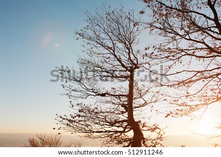 Dark bare autumn trees on sunrise at Carpathian mountains. Art photo of beauty nature world.