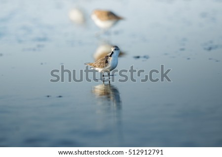 Spoon-billed Sandpiper and shorebirds at the Inner Gulf of Thailand.Very rare and critically endangered species of the world,walking and foraging in water with morning light