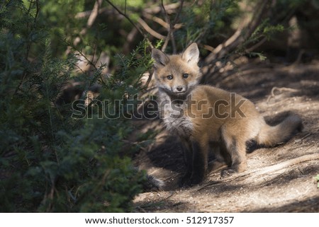 Red fox family in spring
