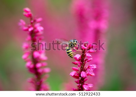 flower fly on pink flowers