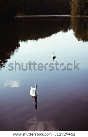 Cute two white swans in the middle of lake