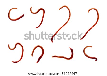 Group of earth worm isolated on white background