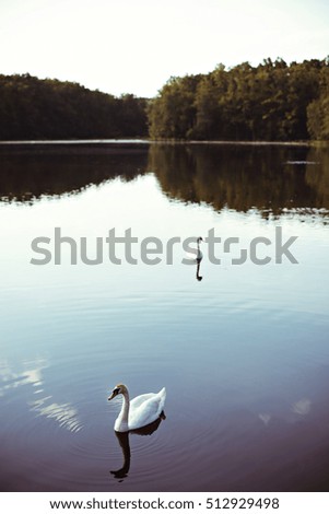 Wonderful two white swans in the middle of lake