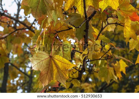 Autumn yellow leaves on a tree branch
