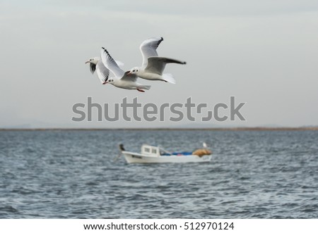Seagull flying with open wings on the sea.