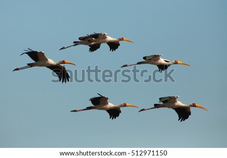 Yellow-billed Stork, Okavango Delta