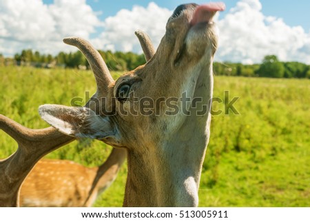 Male deer in the summer field