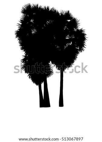 sugar palm tree isolated on white background with clipping path