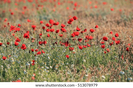 Red poppy flowers field, close-up early in the morning