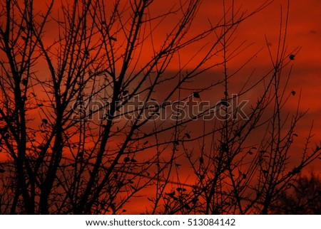 beautiful dry tree branches silhouette at sunset red sky