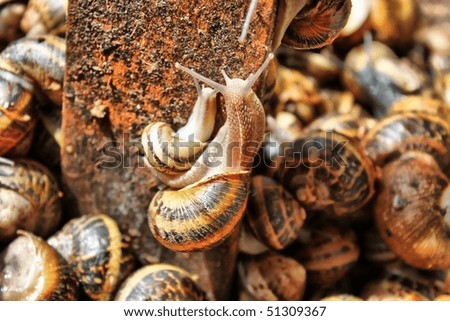 This is a photo of multi colored snails on the market