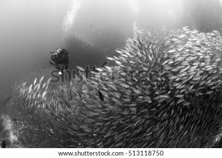 Black and white picture of school of yellow fish (Bigeye Snappers) on coral reef underwater. Young man scuba-diver diving behind school of yellow fish on tropical coral reef in south andaman, Thailand