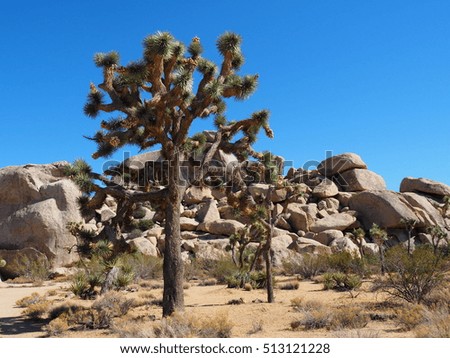 Peculiar plant and rock formations in the desert landscape of Joshua Tree National Park, USA