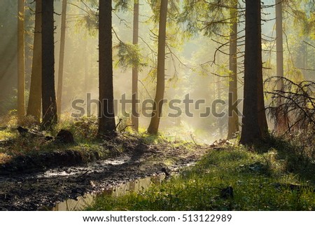beautiful morning light in spruce forest, rays through the mist