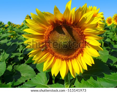 Macro picture of sunflower