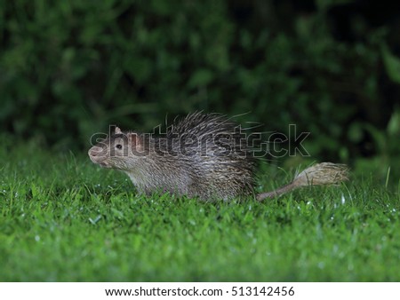 brush tailed porcupine