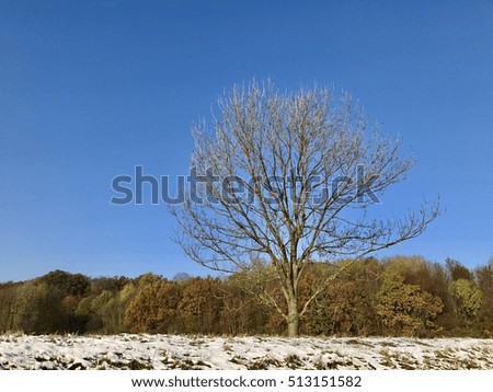 Autumn tree branches with snow and blue sky