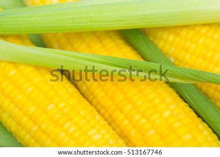 Juicy fresh corn on the cob with leaves