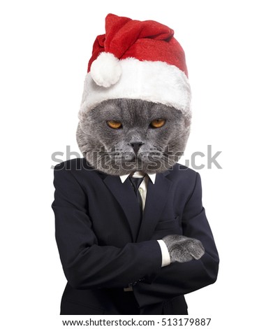 Serious boss cat wearing Santa hat