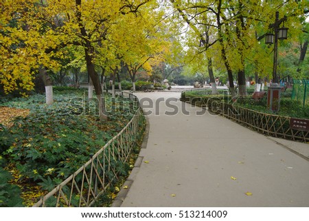 Xi 'an xingqing palace park boulevard, autumn leaves, golden yellow color. This is a tourist park free of charge.