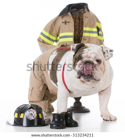 bulldog dressed like a firefighter on white background