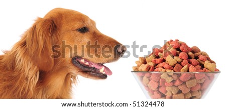 Dog and food.