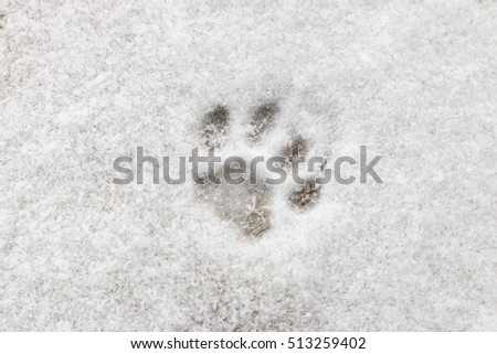 cat footprint on snow close-up selective focus Royalty-Free Stock Photo #513259402
