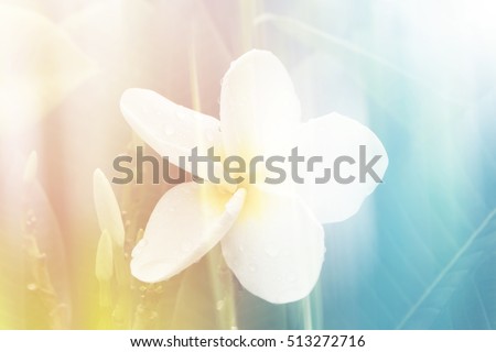 Plumeria flower  with selective soft focus  and  soft color filter effect 
