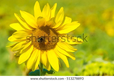 A field of sunflowers. a tall North American plant of the daisy family, with very large golden-rayed flowers. Sunflowers are cultivated for their edible seeds