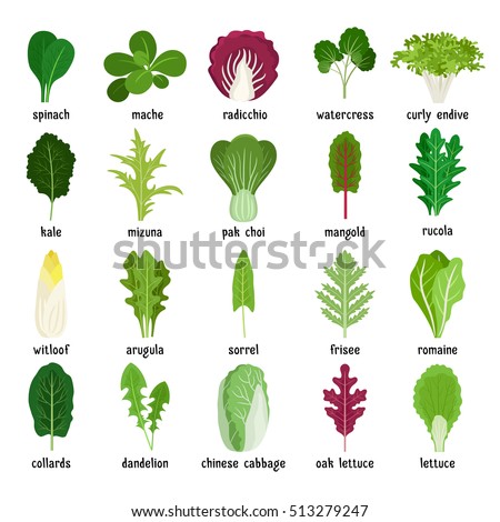 Green salad leaves. Vector vegetarian healthy food leaf set isolated on white background Royalty-Free Stock Photo #513279247