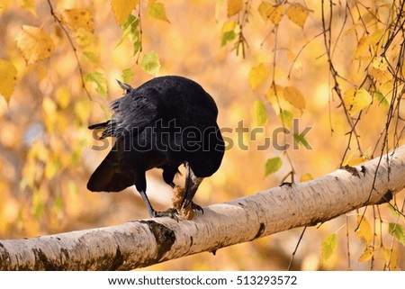 Beautiful picture of a bird - raven / crow in autumn nature.
(Corvus frugilegus)