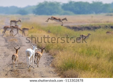 Group of young black buck fawn running with a rare albino fawn