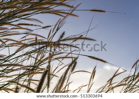 flowers grass with sky sunset background in winter.