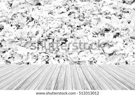 Wood terrace and Plant texture background surface white color
