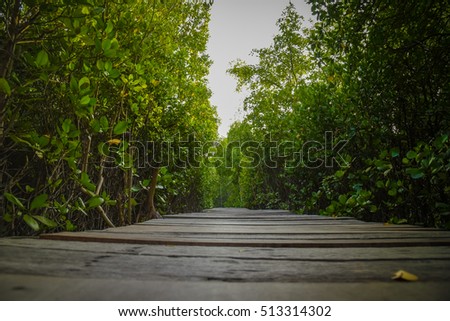 wooden bridge In mangrove forest