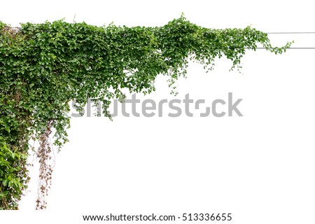 Plants ivy. Vines on poles on white background Royalty-Free Stock Photo #513336655