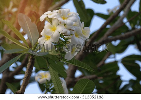 Plumeria flower with nature background to create a beautiful