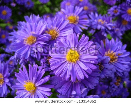 the bright colors of autumn chrysanthemums