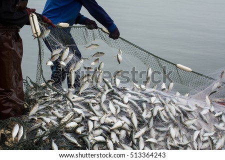On the fisherman boat,Catching a lot of fish Royalty-Free Stock Photo #513364243