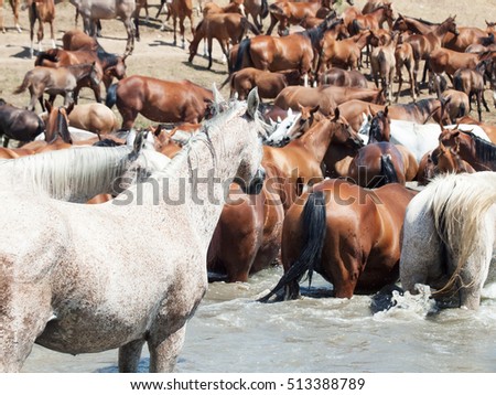 arabian herd in the lake 