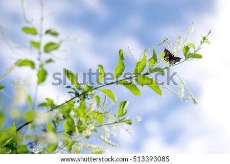 Butterflies with blue sky, the vast