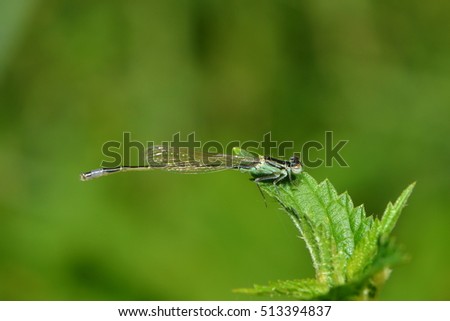 a close up of a dragon fly 