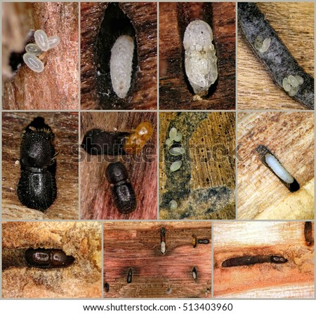 Asian Ambrosia Beetle (Euwallacea fornicatus) is a serious pest of avocado. Pictures of gallery and development stages (larvae, pupa and adult beetle)