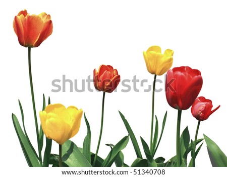 tulip flowers on white background closeup image